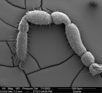Media type: image;   Invertebrate Zoology 134640